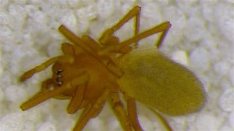 New Spider Species Discovered In Indiana Fox News