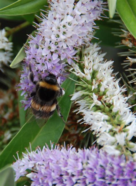 Not only are they great for our cooking, but lots of herbs are also loved by bees too. Bees on favorite purple plant my garden late July | Bee ...