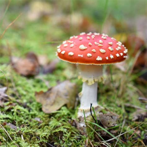 Red Mushroom White Spots Pictures Stock Photos Pictures And Royalty Free