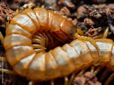 Yellow Giant Centipedes Scolopendra Oraniensis Foto De Stock Adobe