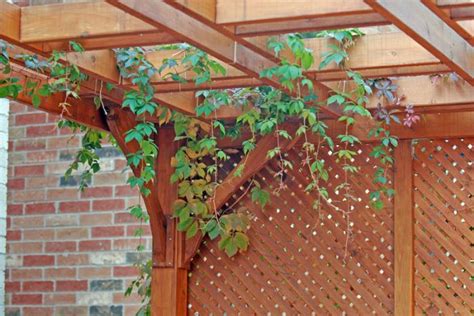 Timber Pergolas Adelaide Premium Home Improvements