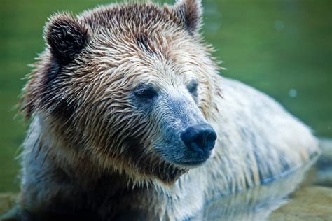 Grizzly Bear Ursus Arctos Horribilis Stock Photo Image Of Predator