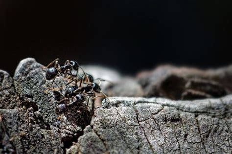 Dealing With Invading Ants Advanced Pest Control Of Alabama