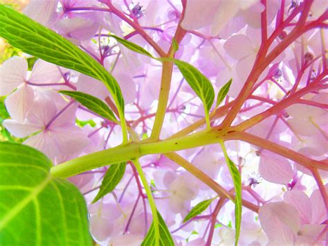 Hydrangea Flower Inside Floral Art Prints Baslee Troutman Photograph By