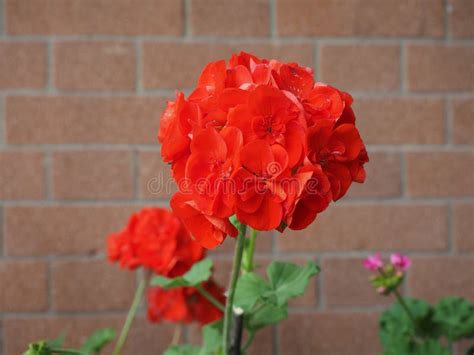 Red Geranium Flower Stock Photo Image Of Garden Flowers 150202980