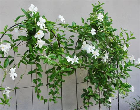 This means we experience warm summers with abundant rainfall and humidity. Central Florida Gardener: Mandevilla - A Mannerly Vine