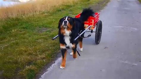 Bernese Mountain Dog Cart Pulling Youtube