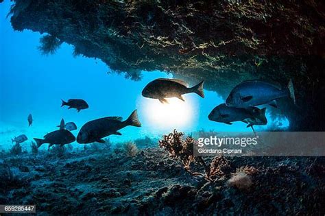 Ocean Floor Fish Photos And Premium High Res Pictures Getty Images