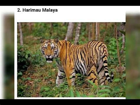 Berikut adalah 5 haiwan yang dikatakan tadi. 14 Spesies Haiwan Paling Terancam Di Malaysia - YouTube