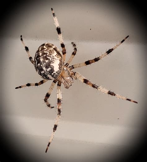 Unidentified Spider In Duluth Minnesota United States