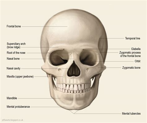 Jeff Searle The Human Skull