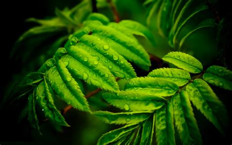 Green Leafed Plants With Water Droplets Hd Wallpaper Wallpaper Flare