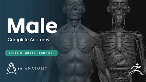 Hd Realistic Complete Human 3d Anatomy Model 4k 360 Wip Zbrush 2020