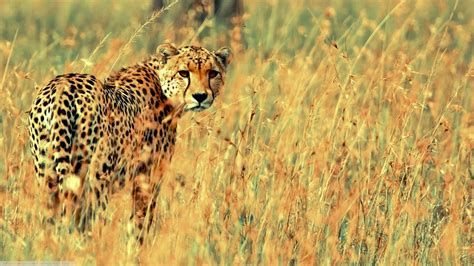 Beautiful Cheetah Hd Wallpapers And Backgrounds All Hd