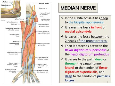 Ppt Radial Nerve Ulnar Nerve Median Nerves Powerpoint Presentation