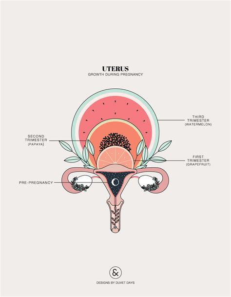 Female uterus anatomy diagram female… continue reading →. Uterus Growth During Pregnancy - Designs By Duvet Days