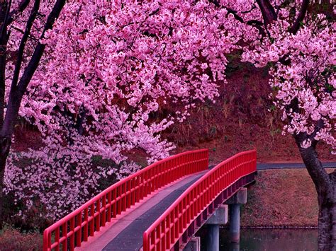 Pink Cherry Blossom Tree Wallpapers Top Free Pink Cherry Blossom Tree