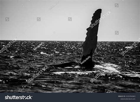 Massive Gorgeous Humpback Whales Showing Their Stock Photo 2155761803