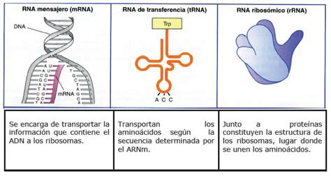 Ácido Ribonucleico Arn Blog De Biología