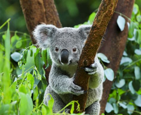 Are Koala Bears Heading Towards Extinction