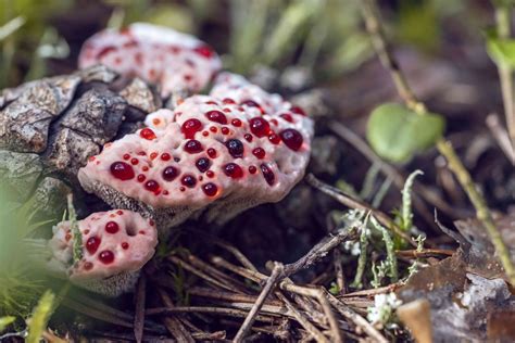 13 bizarre and beautiful mushrooms