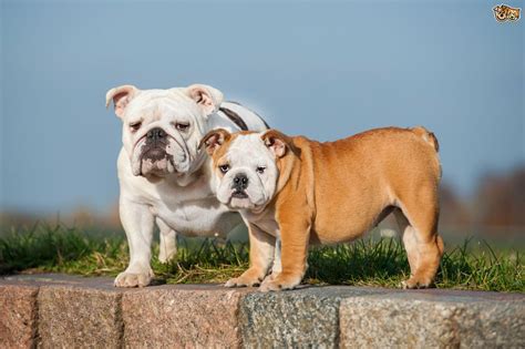 How many puppies do old english bulldogs have? Telling the different Bulldog breeds apart | Pets4Homes