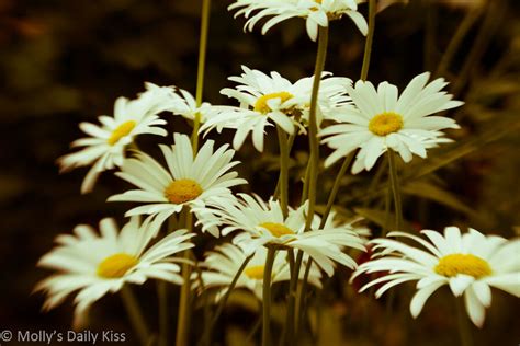 Day 234 Loveliest Flowers Mollys 365 Project