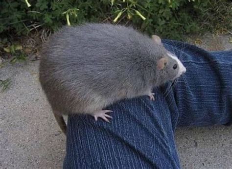 The Biggest Rat Ive Seen Rabsoluteunits