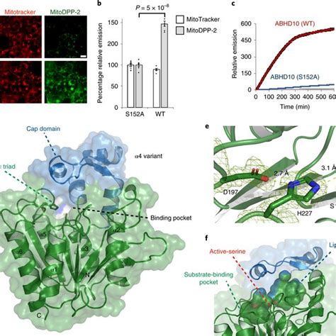 Schematic Of Prdx5 Regulation By Abhd10 Mediated S Depalmitoylation The