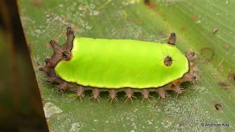 Ecuadorlife — Stinging Nettle Slug Caterpillar Limacodidae By