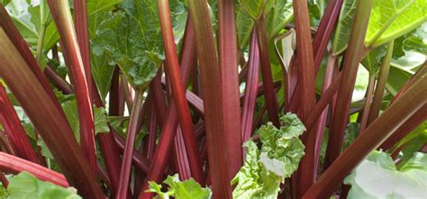 Rhubarb Advice For Growing Harvesting Storing And Cooking Rhubarb