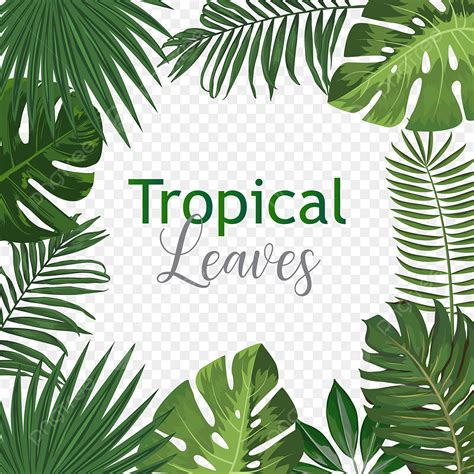 creative exotic botanical tropical leaves frame with text vector tropical frame leaf png and
