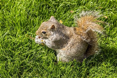 Red Squirrel Eating Peanuts In St James Park London — Stock Photo