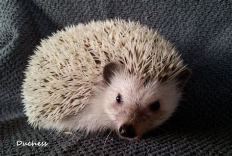 Join millions of people using oodle to find pets. USDA Hedgehog Breeder -Babies available all year! www ...