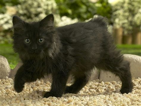 On The Prowl Norwegian Forest Cat Manx Kittens Beautiful Cats