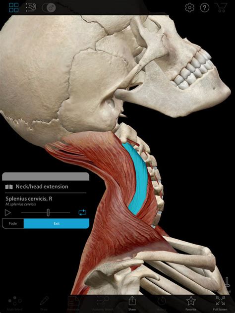 The main bone in our head is called the skull. Muscle Premium - Human Anatomy, Kinesiology, Bones IPA Cracked for iOS Free Download