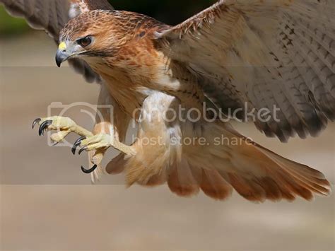 Swooping Hawk Photo By Windstorm2009 Photobucket