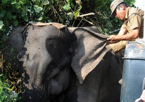 Natureza Elefante Ferido Recebe Curativos Ap S Ser Atacado Pela