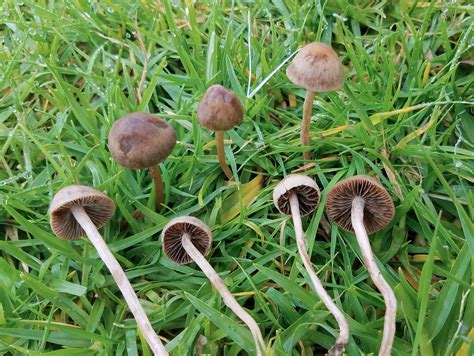 Panaeolina Foenisecii The Ultimate Mushroom Guide