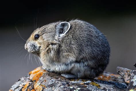 This Fuzzy Ball Of Cuteness Is An American Pika A Member Of The Rabbit