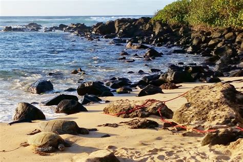 I Went To Laniakea Beach To See TURTLES Where To See Turtles In Oahu