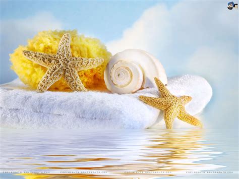 45 Seashells Desktop Wallpaper On Wallpapersafari