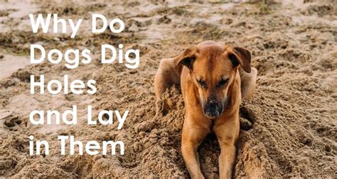 Why Do Dogs Dig Holes And Lay In Them Learn Why