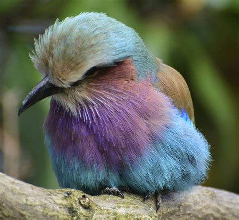 London Zoo Tropical Birds Lilac Breasted Roller London Zoo