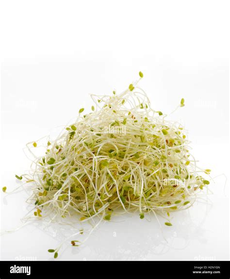 Fresh Alfalfa Sprouts Stock Photo Alamy