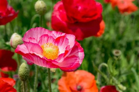 How To Grow Poppy From Seed Know Here