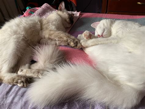 Durmiendo Con Mi Hermanita 💤 Cats Animals