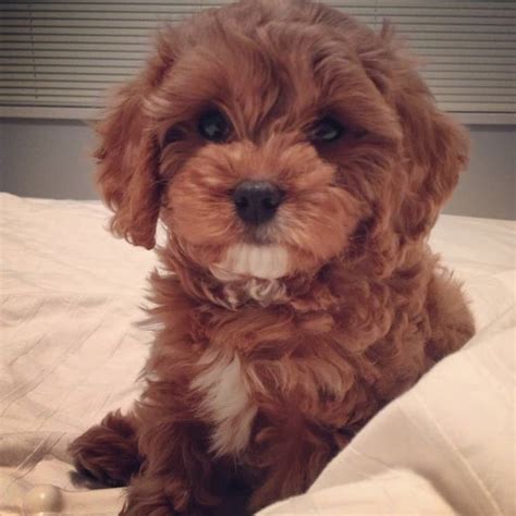 Cavapoo Cavalier King Charles Spaniel And Poodle Mix
