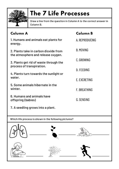 Natural Sciences And Technology Grade 4 Worksheets Teacha