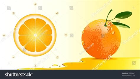 Deatailed Orange Anatomy Stock Vector Illustration 10956043 Shutterstock